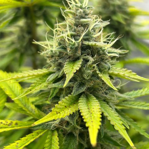 Haze Berry #1  growlog timeline photo