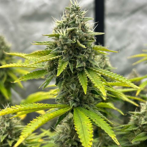 Haze Berry #1  growlog timeline photo