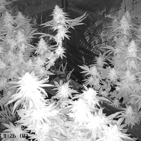 Haze Berry #1  growlog timeline photo