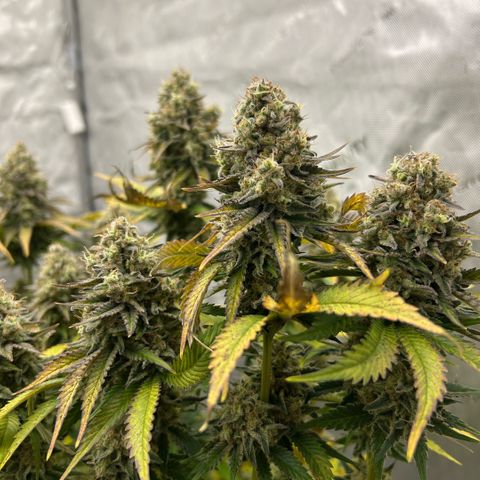 Amsterdam Amnesia # 6  growlog timeline photo