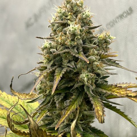 Amsterdam Amnesia # 6  growlog timeline photo