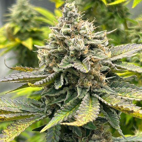Amsterdam Amnesia # 6  growlog timeline photo
