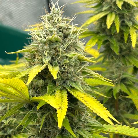 Haze Berry #1  growlog timeline photo
