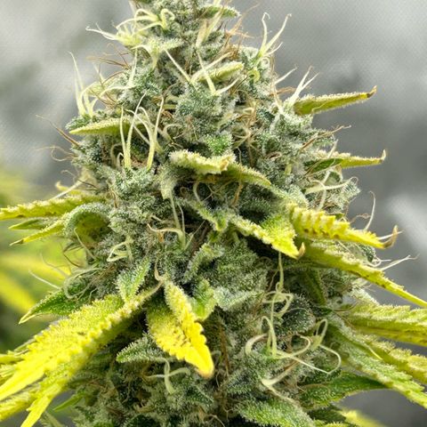 Haze Berry #1  growlog timeline photo