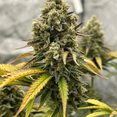 Amsterdam Amnesia # 6  growlog timeline photo