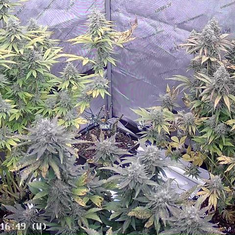 Haze Berry #1  growlog timeline photo