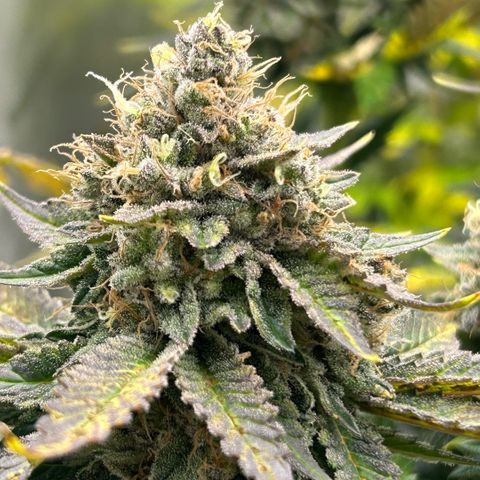 Amsterdam Amnesia # 6  growlog timeline photo