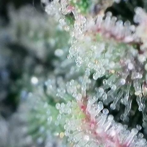 Amsterdam Amnesia # 6  growlog timeline photo