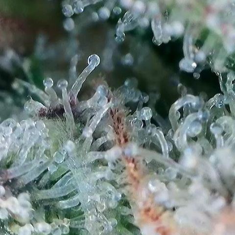 Amsterdam Amnesia # 6  growlog timeline photo