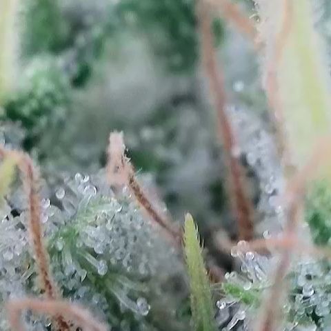 Haze Berry #1  growlog timeline photo