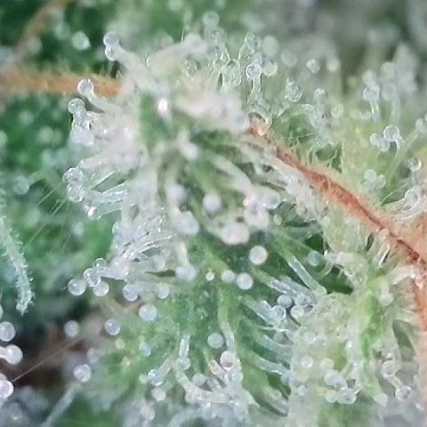 Haze Berry #1  growlog timeline photo
