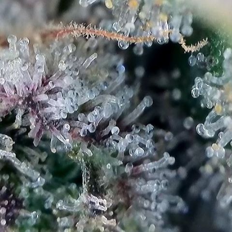Amsterdam Amnesia # 6  growlog timeline photo