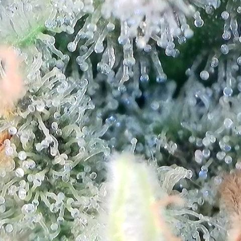 Amsterdam Amnesia # 6  growlog timeline photo