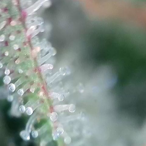 Amsterdam Amnesia # 6  growlog timeline photo