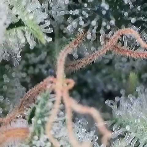 Haze Berry #1  growlog timeline photo