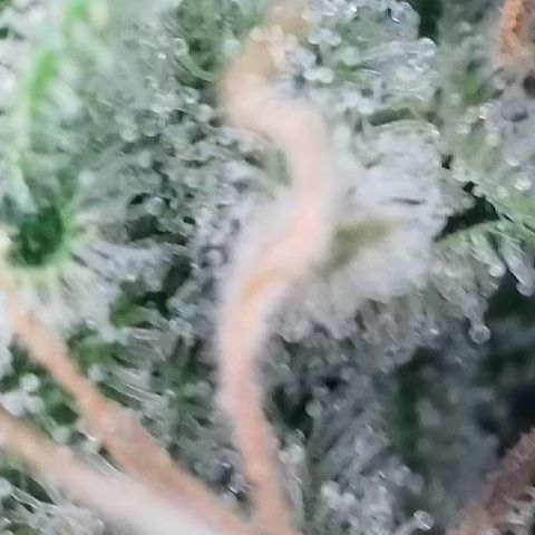 Haze Berry #1  growlog timeline photo