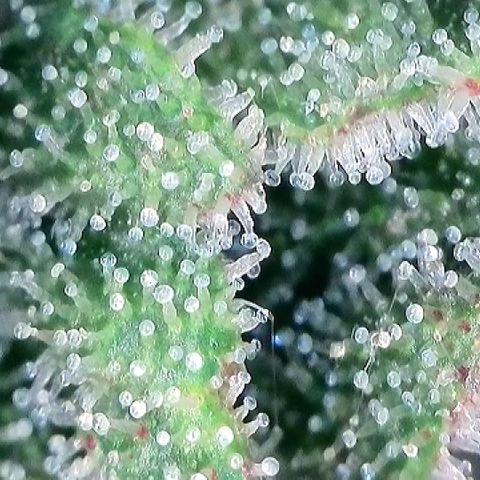 Amsterdam Amnesia # 6  growlog timeline photo