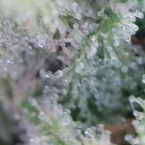 Haze Berry #1  growlog timeline photo