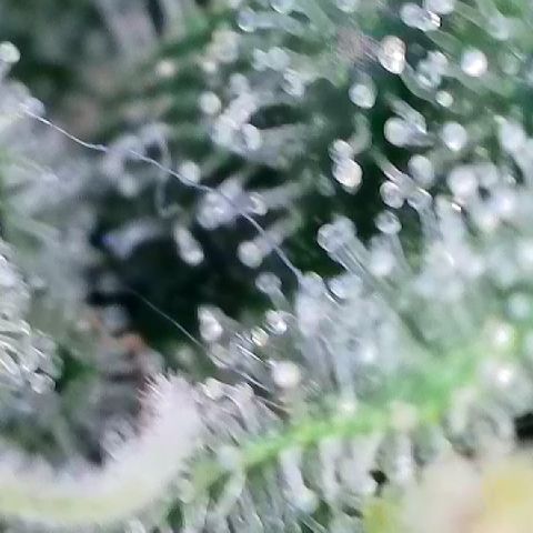 Haze Berry #1  growlog timeline photo