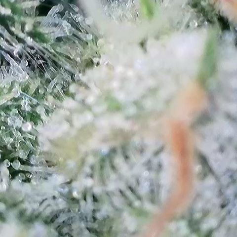 Haze Berry #1  growlog timeline photo