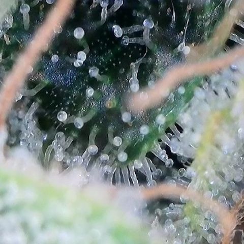 Haze Berry #1  growlog timeline photo