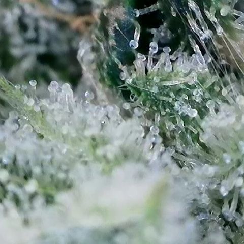 Haze Berry #1  growlog timeline photo