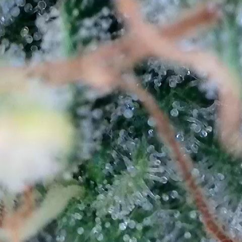 Haze Berry #1  growlog timeline photo