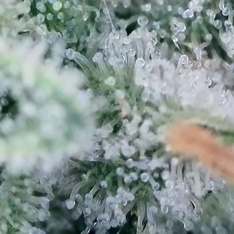Haze Berry #1  growlog timeline photo