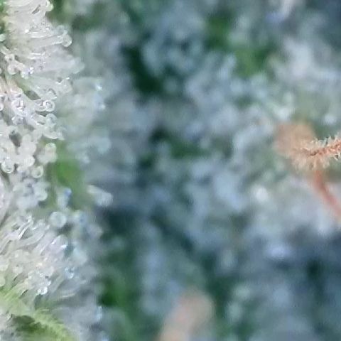 Haze Berry #1  growlog timeline photo