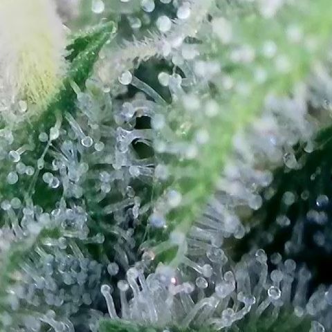 Haze Berry #1  growlog timeline photo