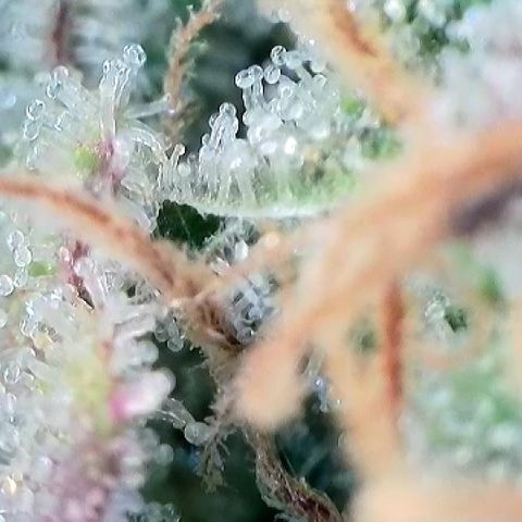 Amsterdam Amnesia # 5 growlog timeline photo