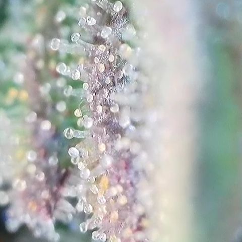 Amsterdam Amnesia # 5 growlog timeline photo
