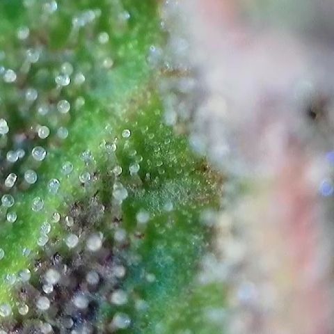 Amsterdam Amnesia # 5 growlog timeline photo