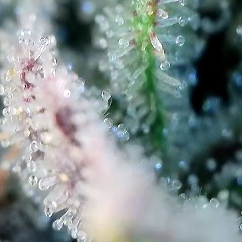 Amsterdam Amnesia # 5 growlog timeline photo