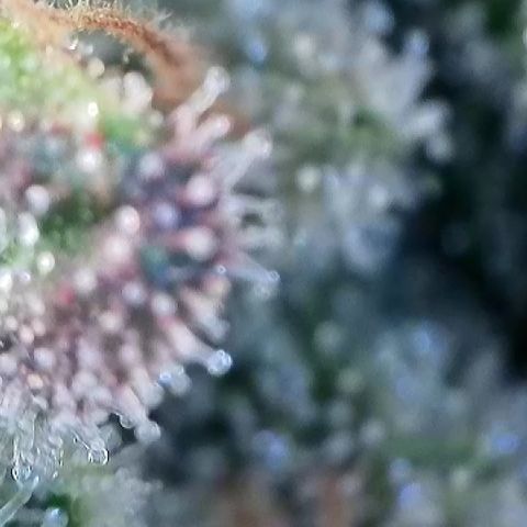 Amsterdam Amnesia # 5 growlog timeline photo