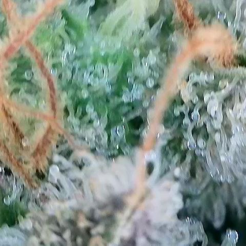 Amsterdam Amnesia # 6  growlog timeline photo