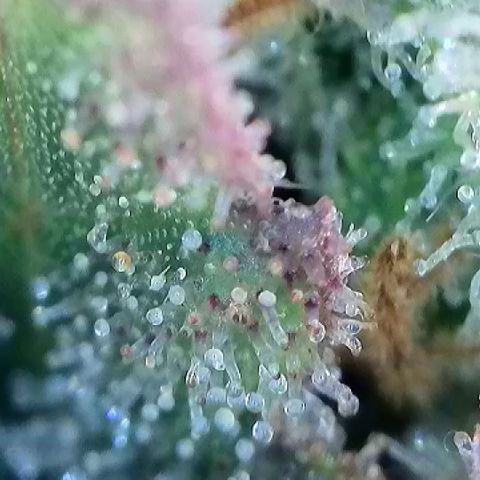 Amsterdam Amnesia # 6  growlog timeline photo