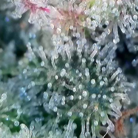 Amsterdam Amnesia # 6  growlog timeline photo