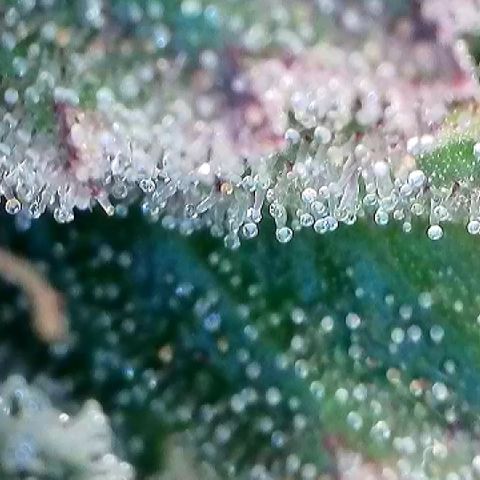 Amsterdam Amnesia # 6  growlog timeline photo