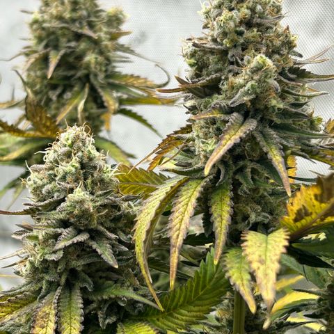 Amsterdam Amnesia # 6  growlog timeline photo
