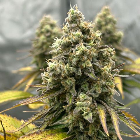 Amsterdam Amnesia # 6  growlog timeline photo