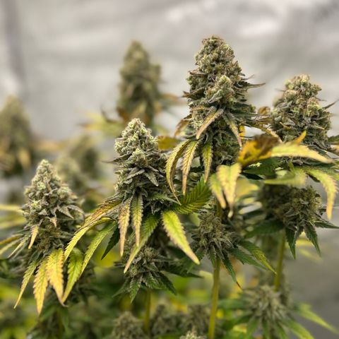 Amsterdam Amnesia # 6  growlog timeline photo