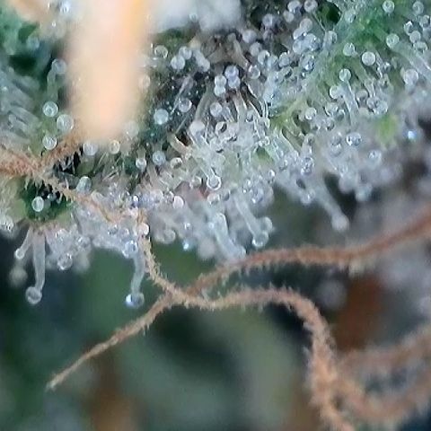 Amsterdam Amnesia # 5 growlog timeline photo