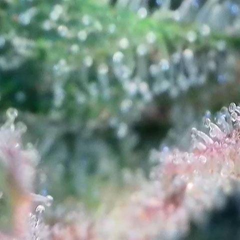 Amsterdam Amnesia # 6  growlog timeline photo