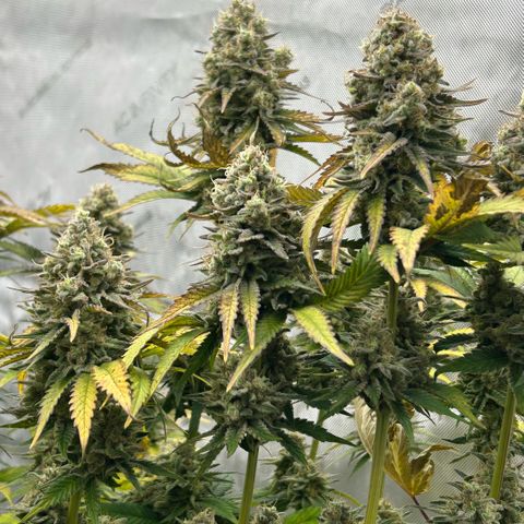 Amsterdam Amnesia # 6  growlog timeline photo