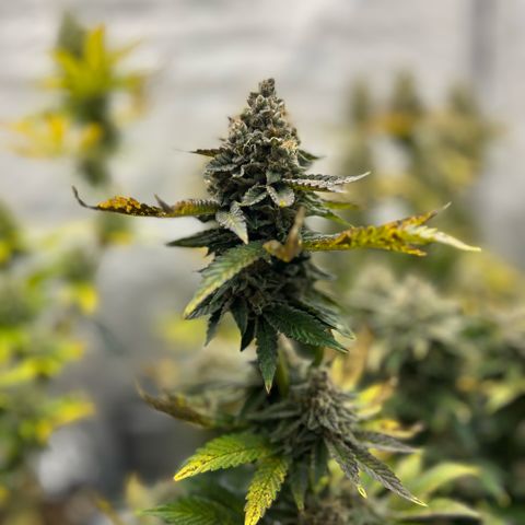 Amsterdam Amnesia # 5 growlog timeline photo