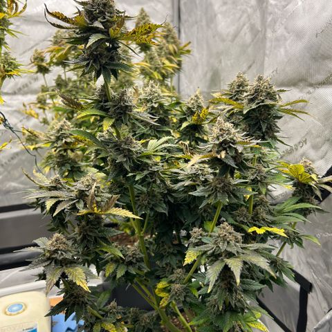 Amsterdam Amnesia # 5 growlog timeline photo