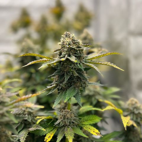 Amsterdam Amnesia # 5 growlog timeline photo