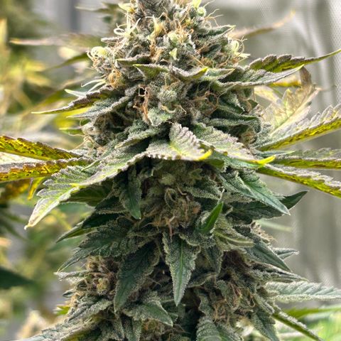 Amsterdam Amnesia # 5 growlog timeline photo