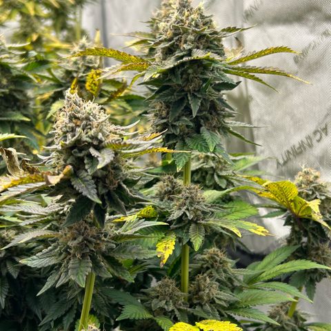 Amsterdam Amnesia # 5 growlog timeline photo